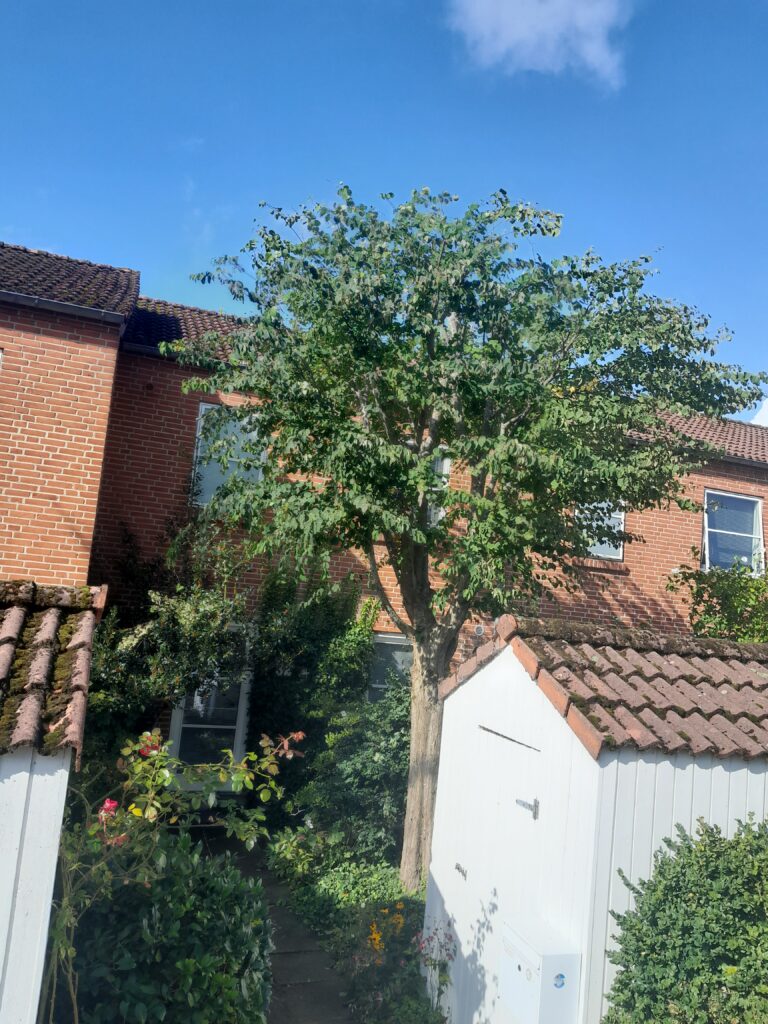 Beskåret hjertetræ i Galten