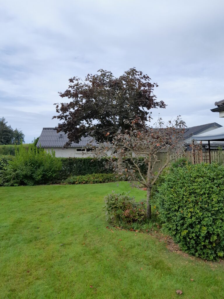 Beskåret ahorn og busk