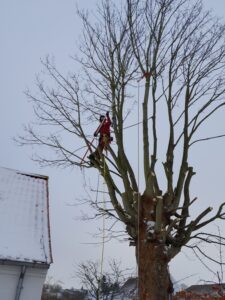 Vinterbeskæring ved Skanderborg