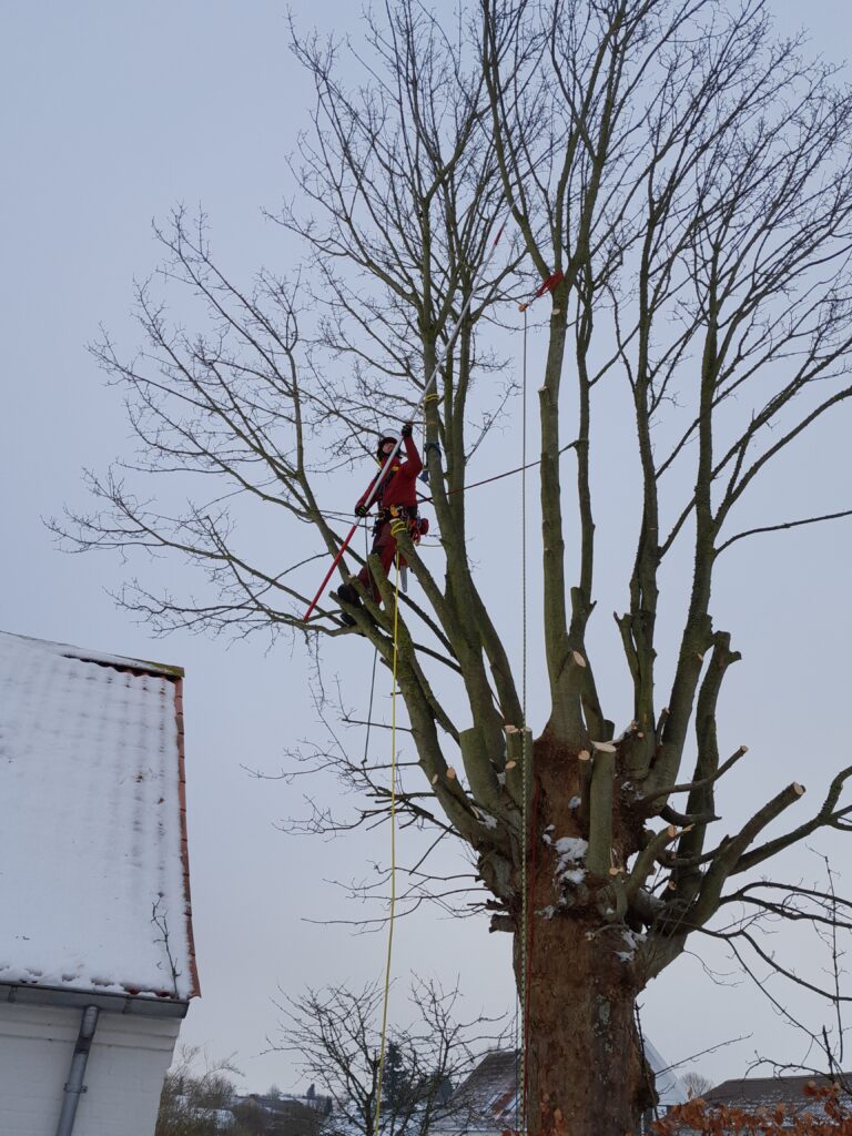 Vinterbeskæring ved Skanderborg