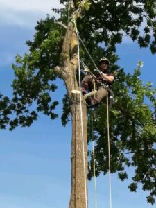 Ahorn fældning Skanderborg