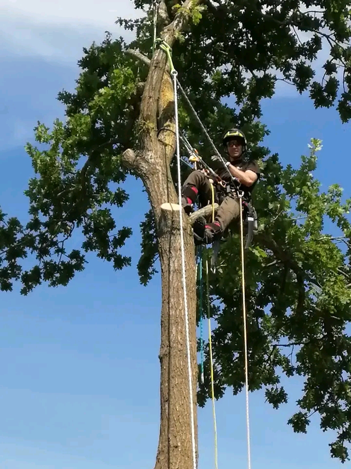 Ahorn fældning Skanderborg