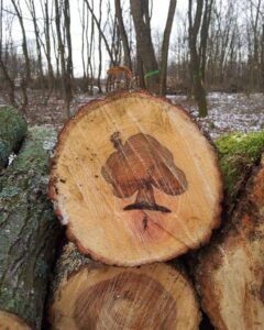 Fældede træer i Østjylland