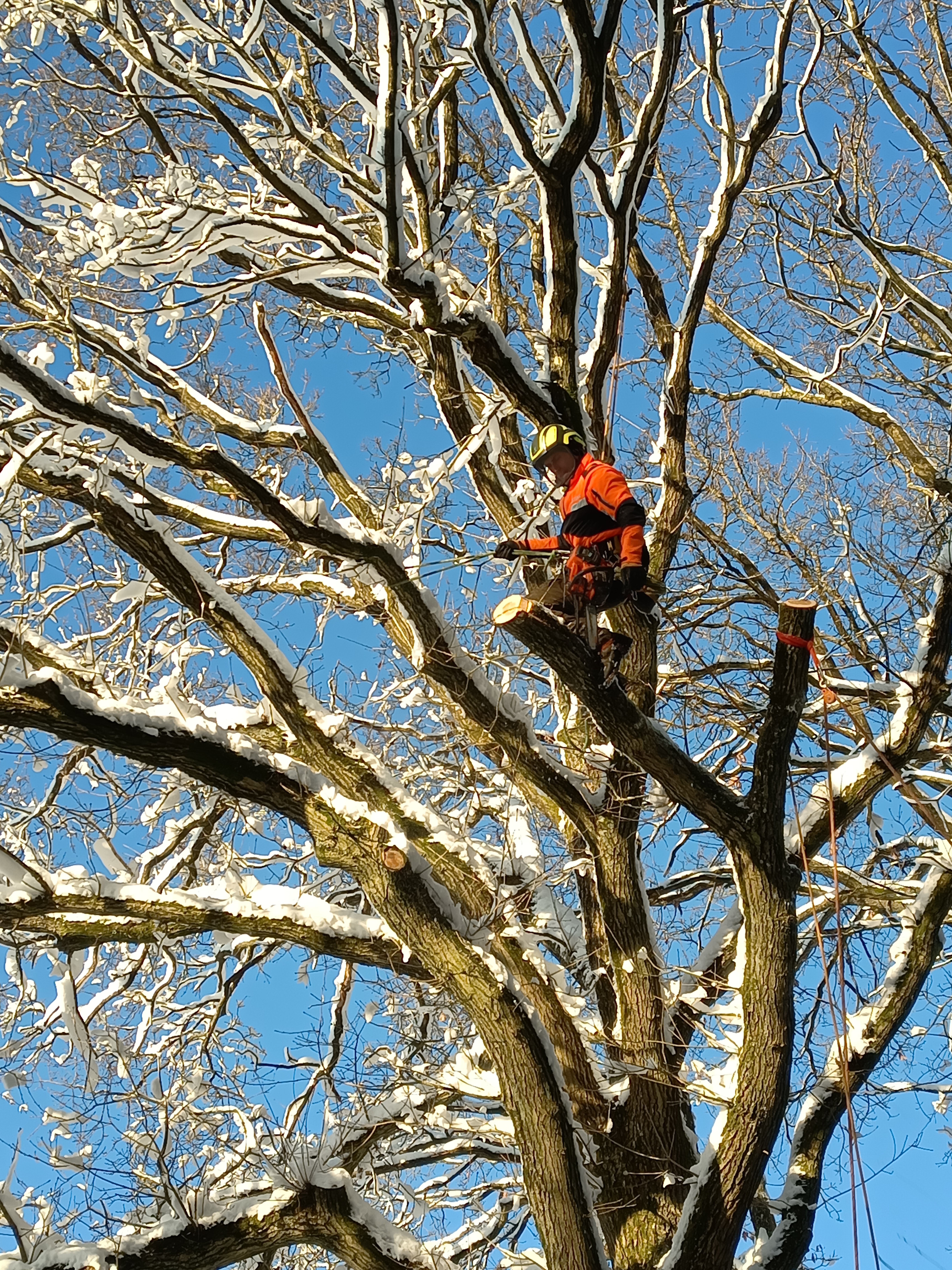 Beskæring af eg i Silkeborg